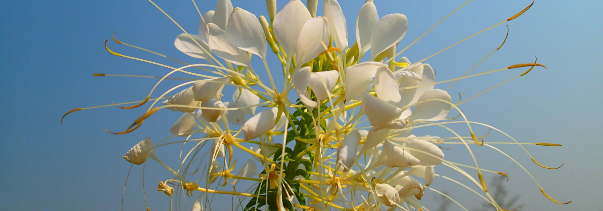 Fleur blanche